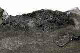 Herkimer Diamonds in Matrix - The Ace of Diamonds Mine, New York #324472-1